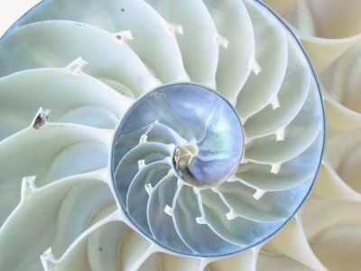 espiral del Nautilus